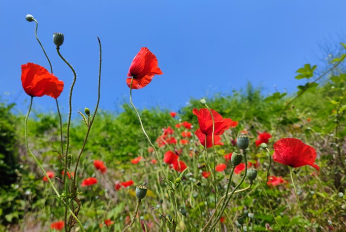 Mohnblumen Image